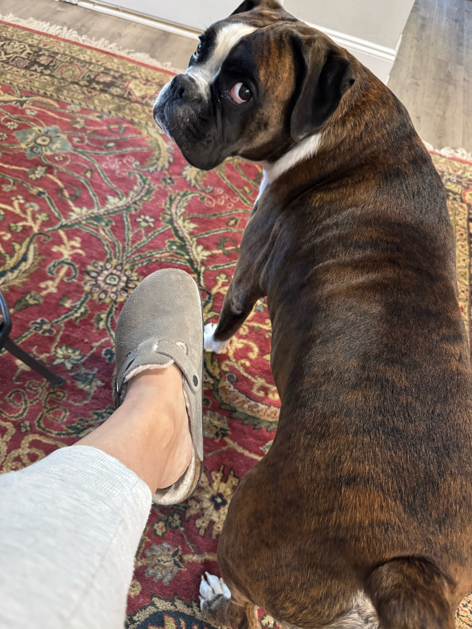 Its fuzzy Clog season 
#shearling #clogs #birks #birkenstocks


#LTKShoeCrush #LTKSeasonal