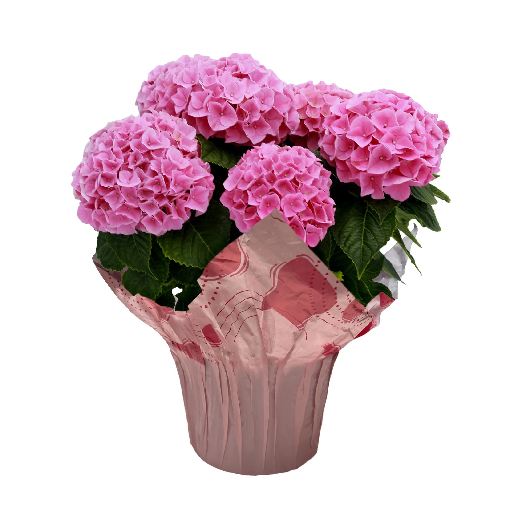 Better Homes & Gardens 6.5-Inch Assorted Mother's Day Hydrangea Live Plant with Decorative Pot - ... | Walmart (US)