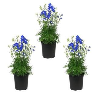 Metrolina Greenhouses 2.5 Qt. Blue Delphinium Larkspur Perennial Plant (3-Pack)-4146 - The Home D... | The Home Depot