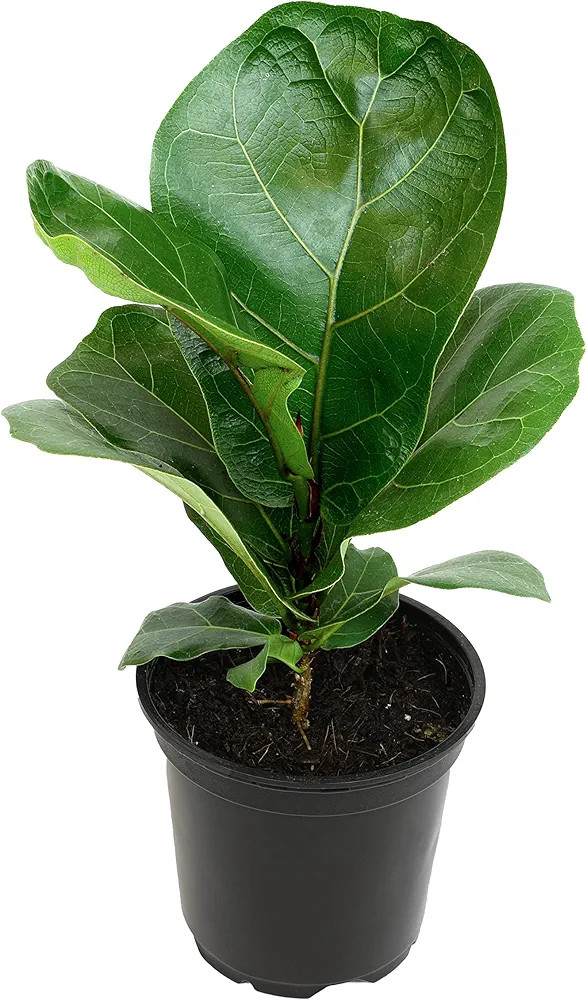 Plants for Pets Ficus Lyrata Fiddle Leaf Fig Plant, House Plants Indoors Live Ficus Tree Live Pla... | Amazon (US)