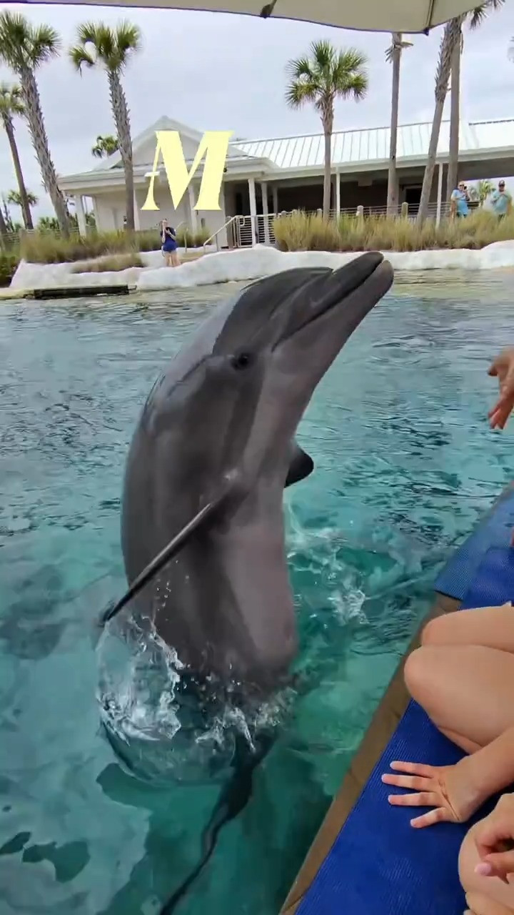 Swimming with dolphins was such a special experience, and I'm so glad I got to capture it all with my Meta Smart Glasses. 🐬 

 #LTKdayinmylife #LTKSeasonal #LTKTravel