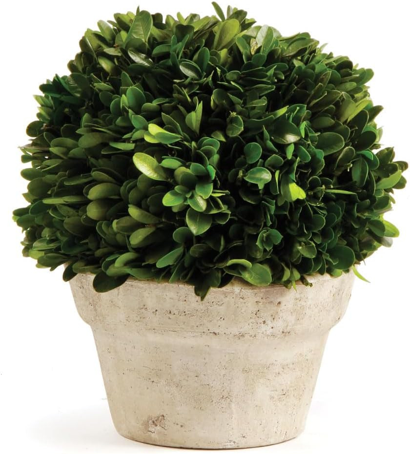 Napa Home & Garden Boxwood Ball in Pot Medium Medium Green/Tan | Amazon (US)