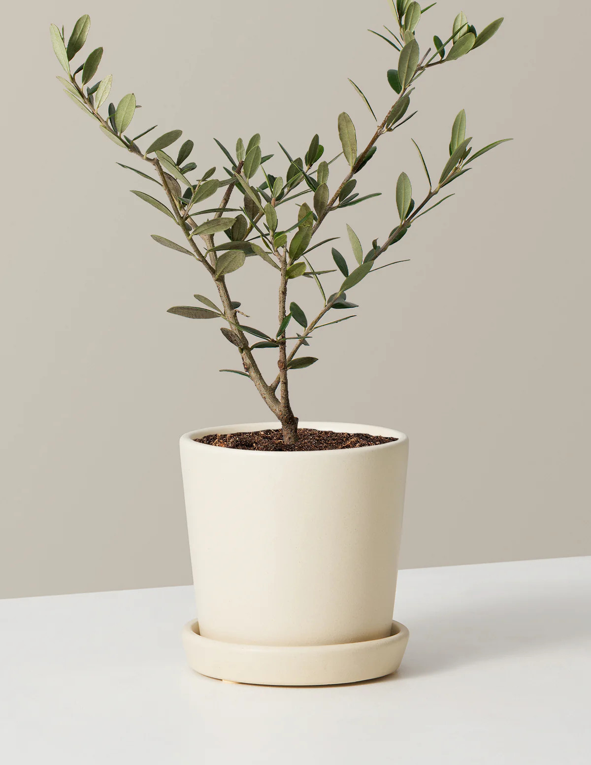 Olive Tree | The Sill