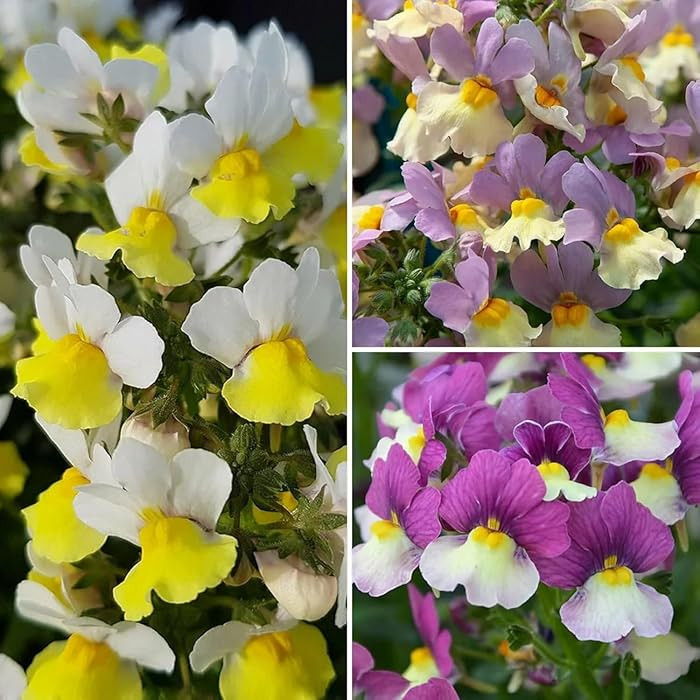400 Mixed Nemesia Flower Seeds – Colorful Annual Blooms for Planting in Outdoor Gardens, Pots &... | Amazon (CA)