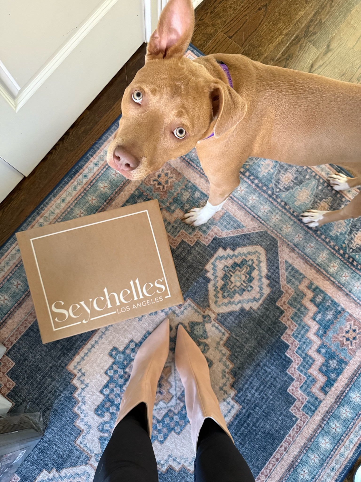 The cutest (and comfiest) kitten heel bootie! And they come in silver, too 😮🩶

#LTKOver40 #LTKShoeCrush #LTKParties