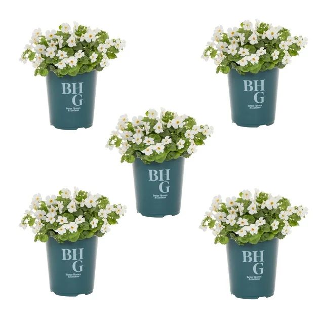 Better Homes & Gardens 1 Quart White Bacopa Annual Live Plants (5 Count) with Grower Pot | Walmart (US)