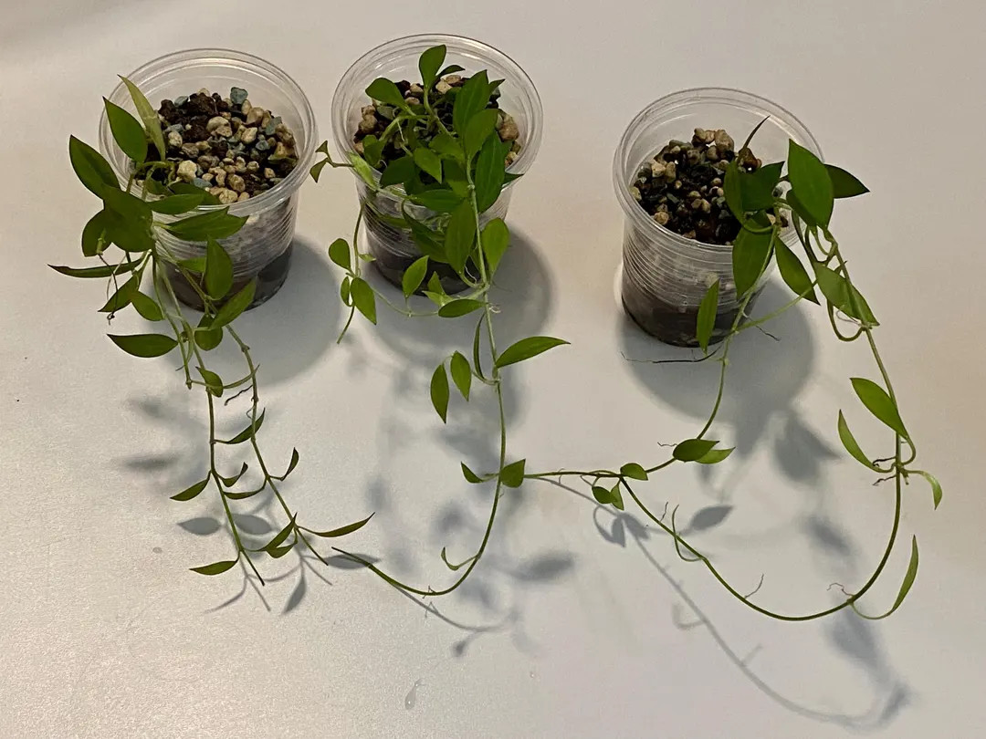 Hoya Microdrawf Ns12-323 - Etsy | Etsy (US)