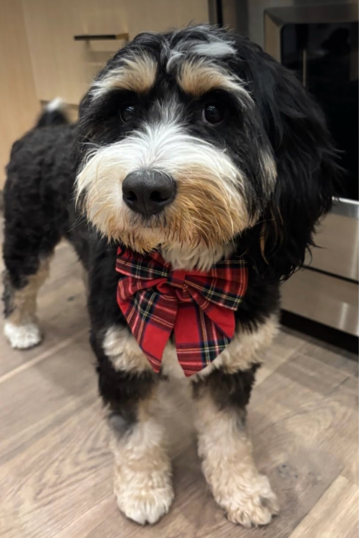 A Christmas decoration that looks perfect on both boys and girls, and it’s under $15!

#LTKFindsUnder50 #LTKSeasonal #LTKCyberWeek