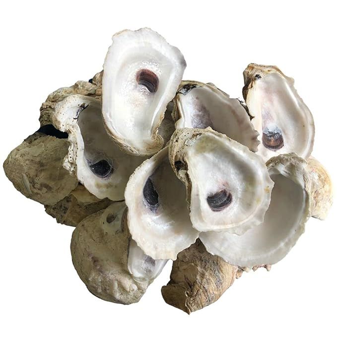 The Shell Connection | Oyster Shells 3" - 4" | 24 Pieces • Free Two Day Shipping | Amazon (US)