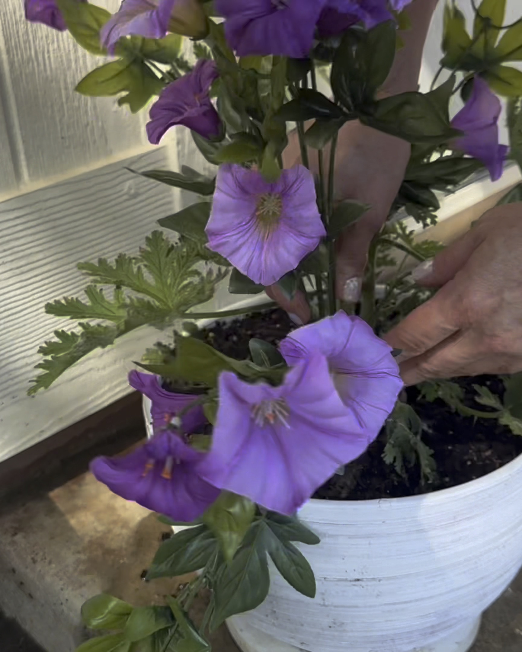 Here’s a great hack to add color to your patio decor-no watering needed! #michaelsstores

#LTKSeasonal #LTKHome #LTKVideo