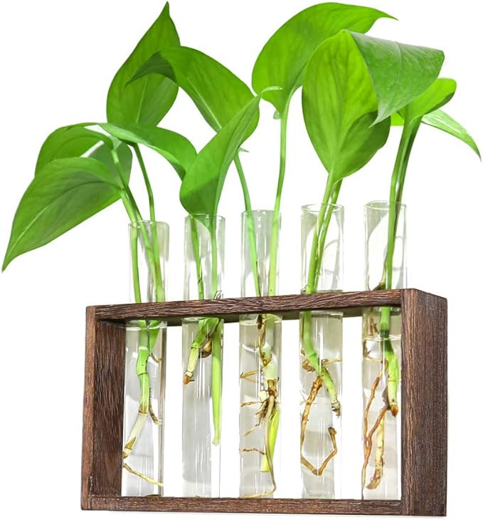 Ivolador Wall Mounted Hanging Plants Terrarium Test Tube Flower Bud Tabletop Glass Wooden Stand w... | Amazon (US)