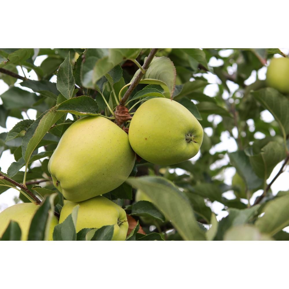 Golden Delicious Apple Tree Bare Root | The Home Depot