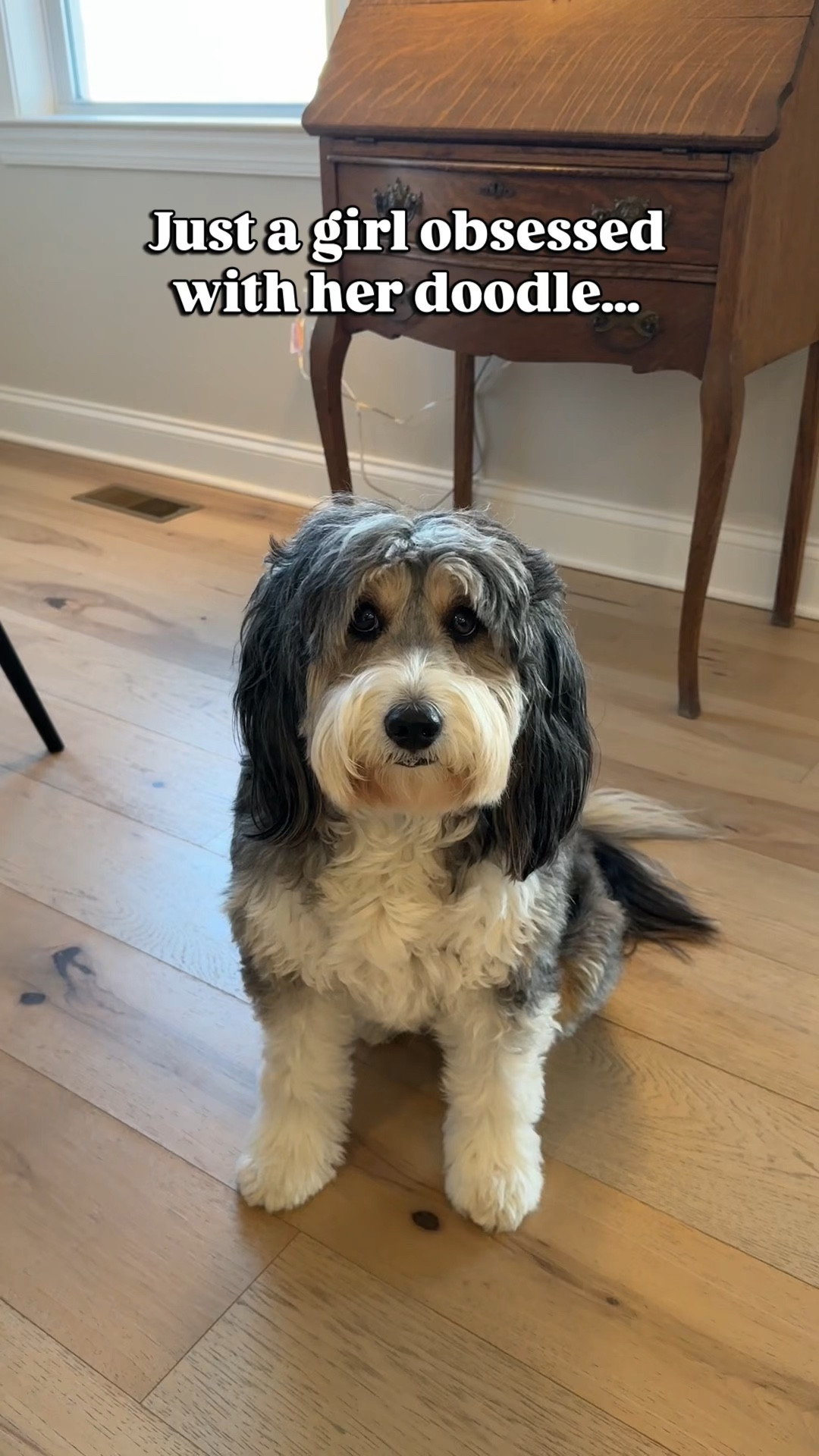 When your dog is your personality you buy the lamp! 🐶❤️🐾 #LTKwalmart 

#LTKmomlife