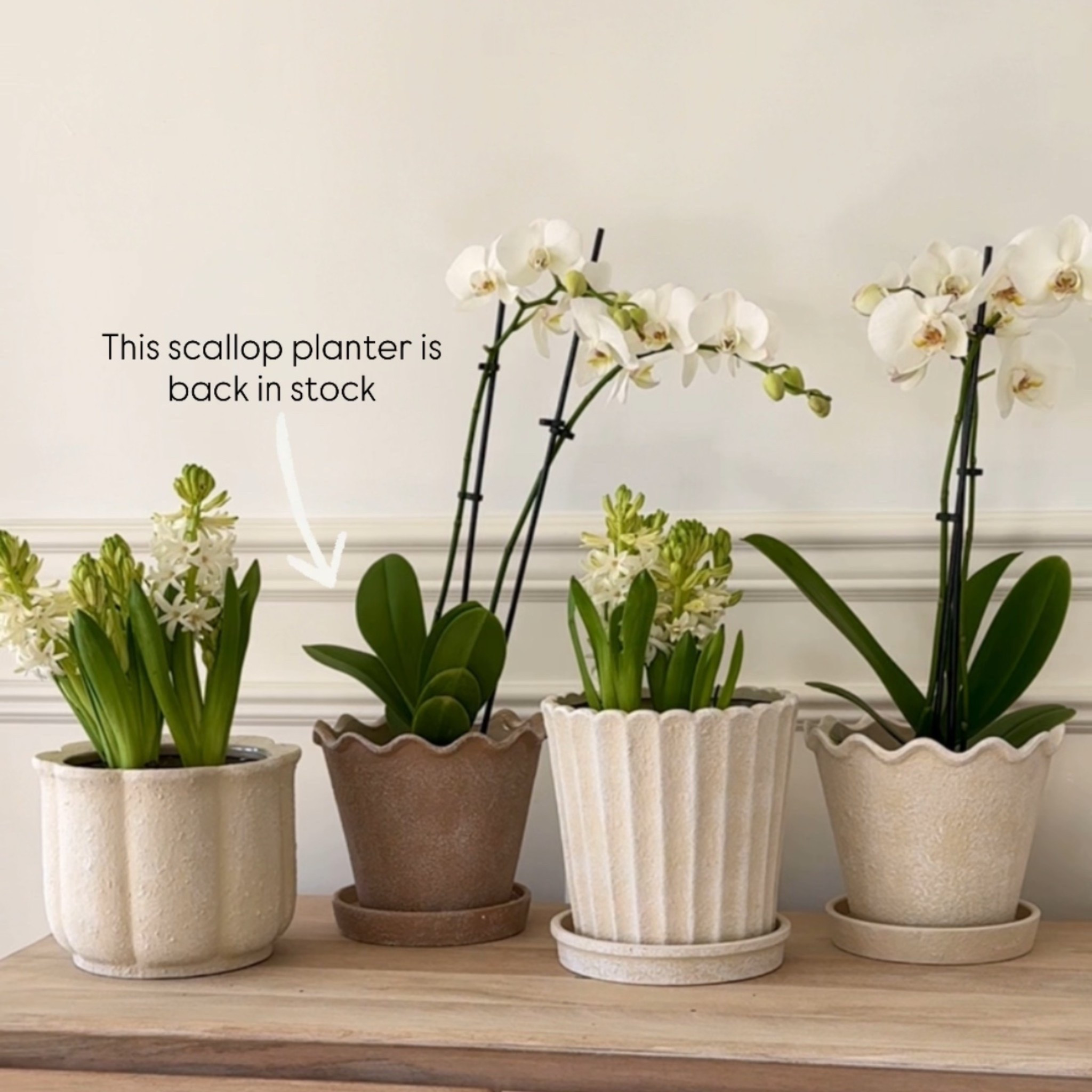 Back in stock Walmart scallop planter 

#spring #decor #planter #walmart #homedecor 

#LTKHome #LTKSeasonal #LTKSaleAlert