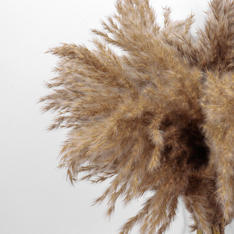 15 Pcs Short Stems Flurry Natural Dried Pampas Grass Decor - Etsy | Etsy (US)