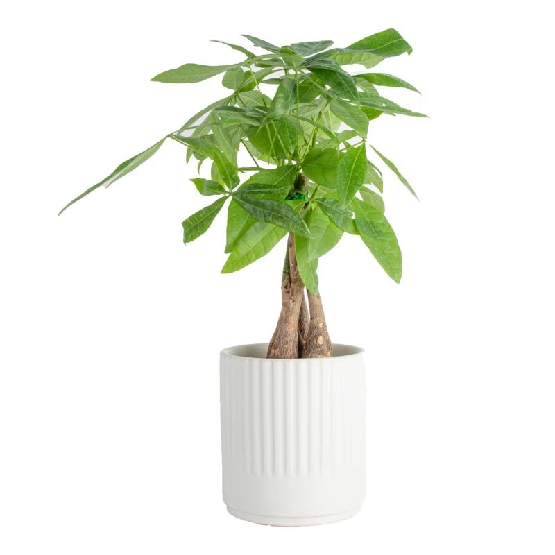 Costa Farms Live Money Tree Plant in Ceramic Planter | Wayfair North America