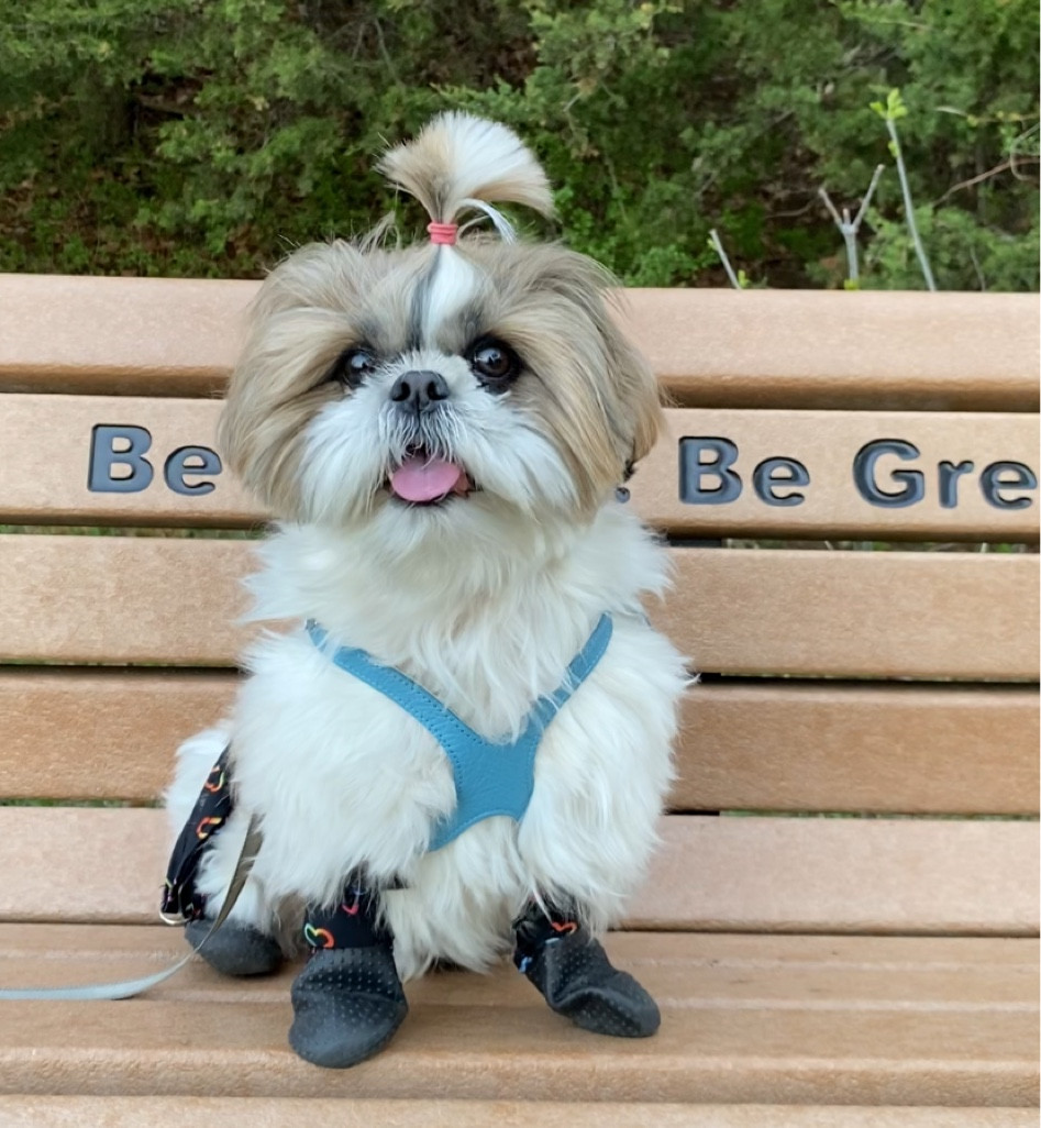 No pull harness

#LTKFind #LTKstyletip #LTKfit