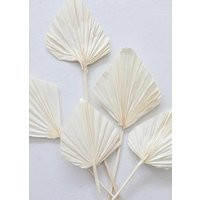 Dried Palm Spear Bleached - 5 Stems/Dry Leaves Preserved | Etsy (US)