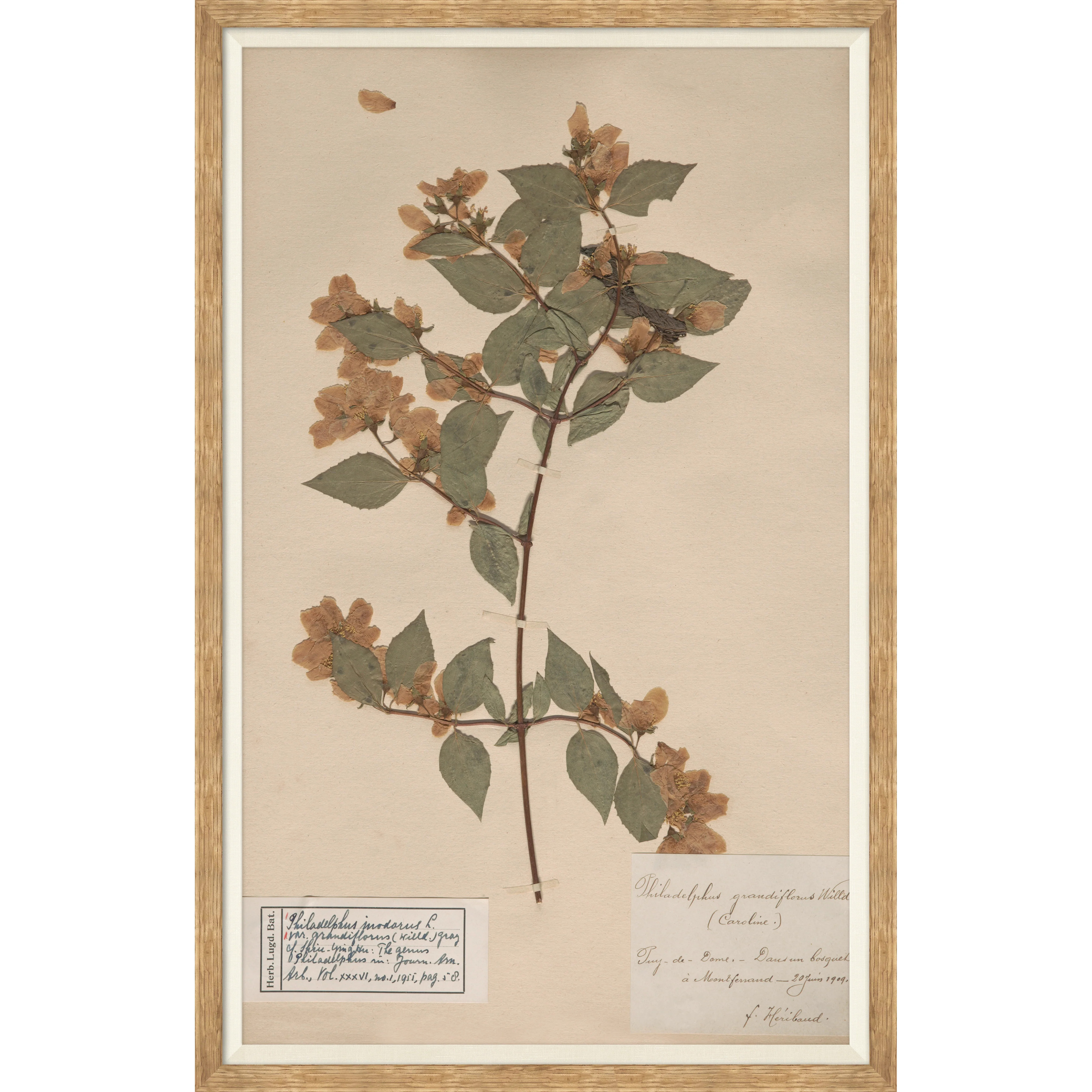 Herbarium Specimen I | Magnolia