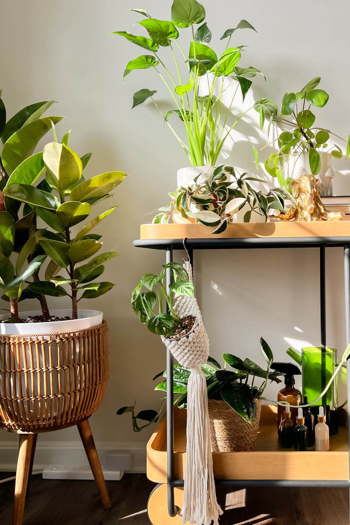 The @burrow Dram bar cart was exactly what this boring empty corner needed! It’s the perfect piece to store all of the plant care products I use daily, and it’s looks absolutely stunning with all of my plants!

The quality is amazing and it came with everything I need so putting it together was super easy. 

Obviously it would make the perfect bar cart, but as all plant parents know, the plants will ultimately take over so why not just start by making it a plant cart 😉

#burrowroomies #myburrow #houseplants #urbanjungle 

#LTKhome