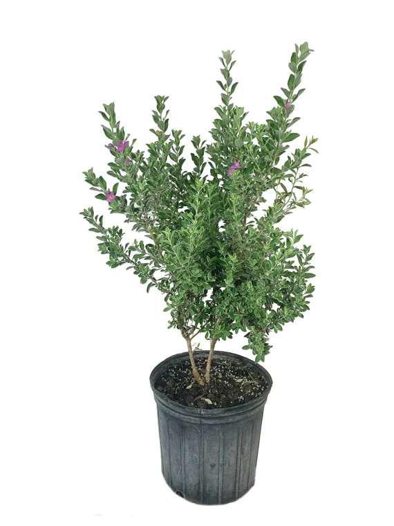 Texas Sage  Live Plant in a 3 Gallon Pot  Leucophyllum | Etsy | Etsy (US)