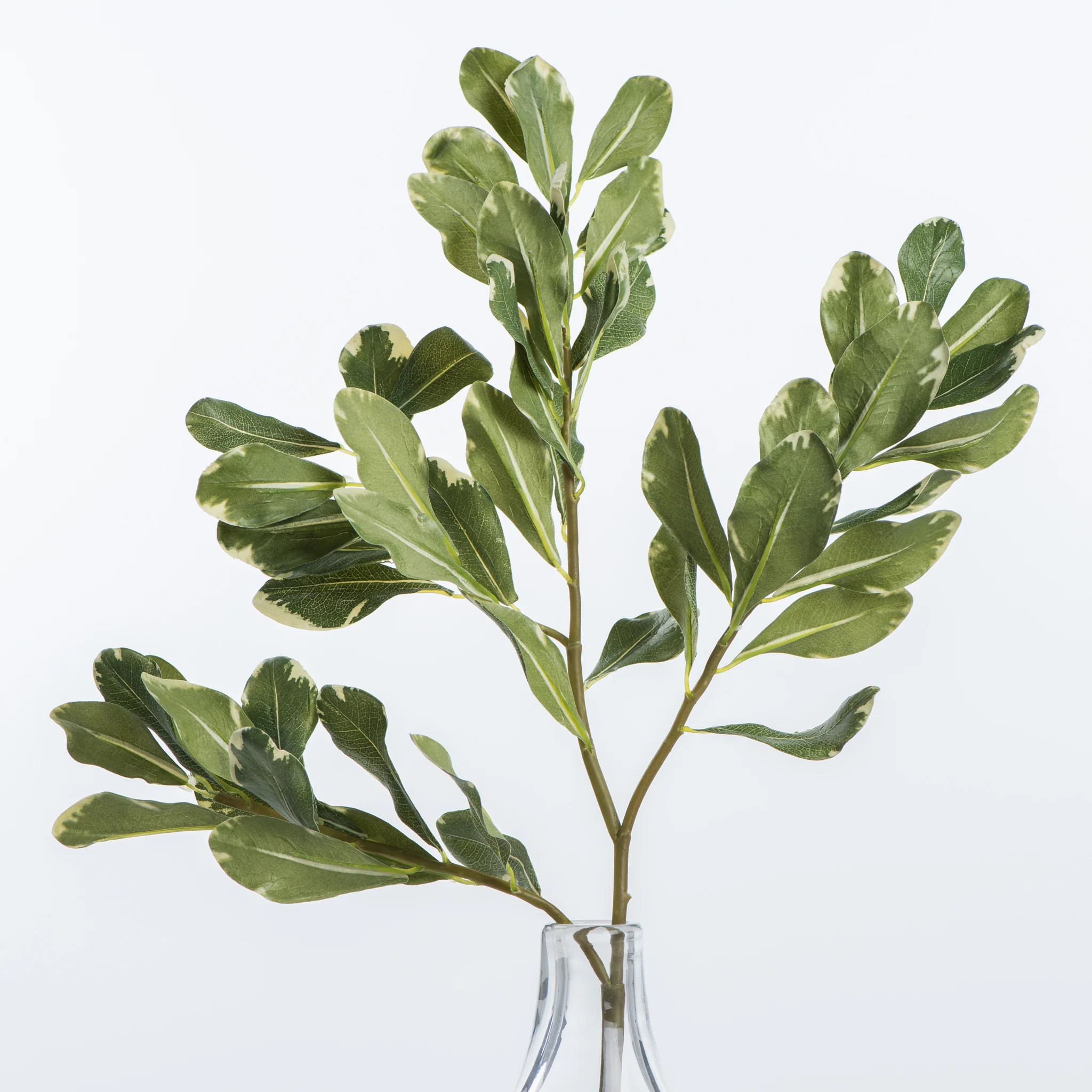 Pittosporum Leaf Stem | Magnolia