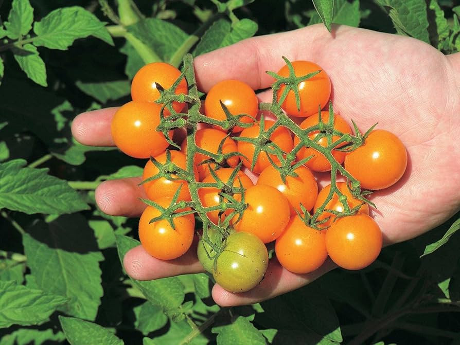 T & T Sunsugar Cherry Tomato Seeds - Low Acid, Sweet Golden Fruit, Crack-Resistant, Perfect for S... | Amazon (CA)