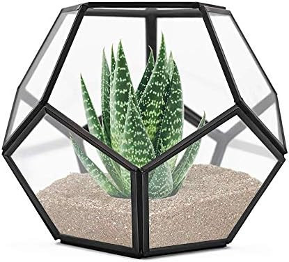 Terrarium | Amazon (US)