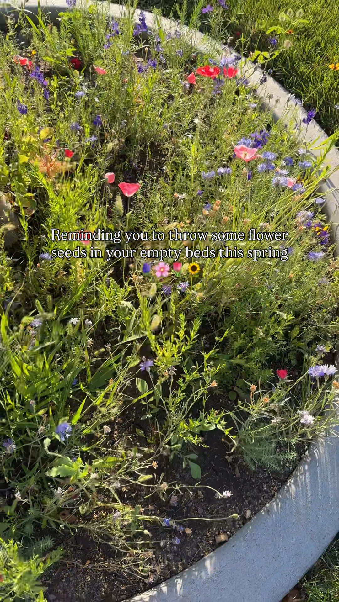 Low maintenance chaos garden seeds from Amazon! 

#LTKSeasonal #LTKHome