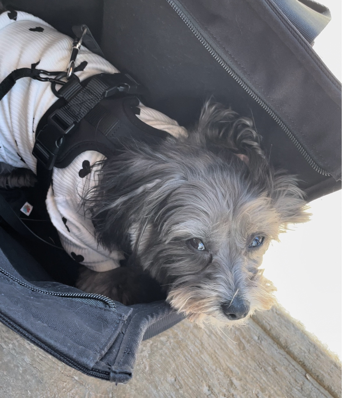 Another great outing set up - carry tote & matching harness. ♥️ Perfect to get a dog to settle at a restaurant or just day to day errands!

#LTKItBag #LTKTravel #LTKFamily