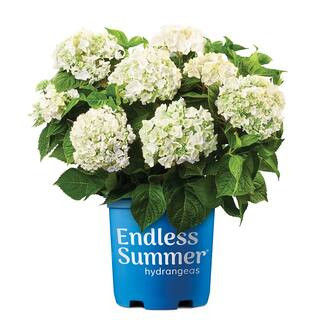 2 Gal. Blushing Bride Reblooming Hydrangea Flowering Shrub, White to Blush Pink Flowers | The Home Depot