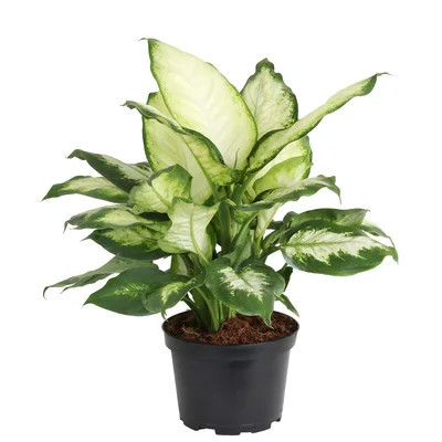 Costa Farms Indoor Dieffenbachia House Plant in 6-inch Grow Pot | Wayfair North America