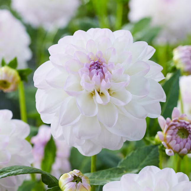 Garden State Bulb White Eveline Dahlia Bulbs Bagged 4-Count | Lowe's
