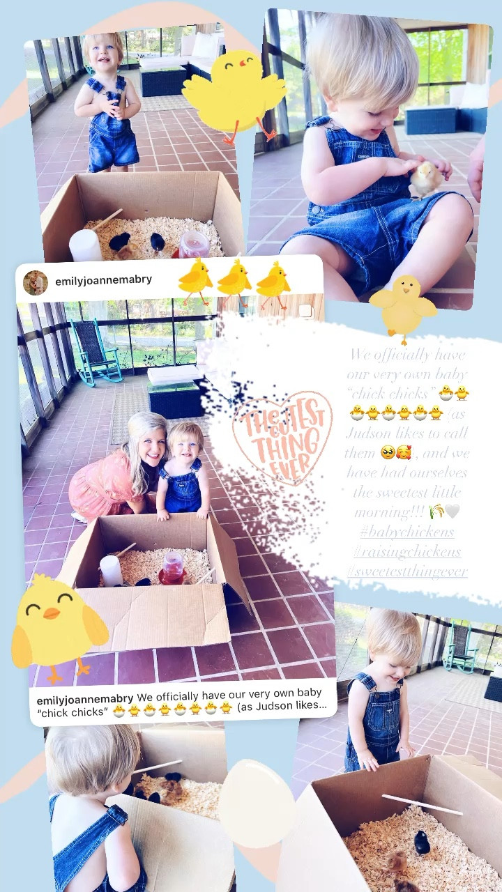 We officially have our very own baby “chick chicks” 🐣🐥🐣🐥🐣🐥🐣🐥 (as Judson likes to call them 🥹🥰), and we have had ourselves the sweetest little morning!!! 🌾🤍 #babychickens #raisingchickens #sweetestthingever 

