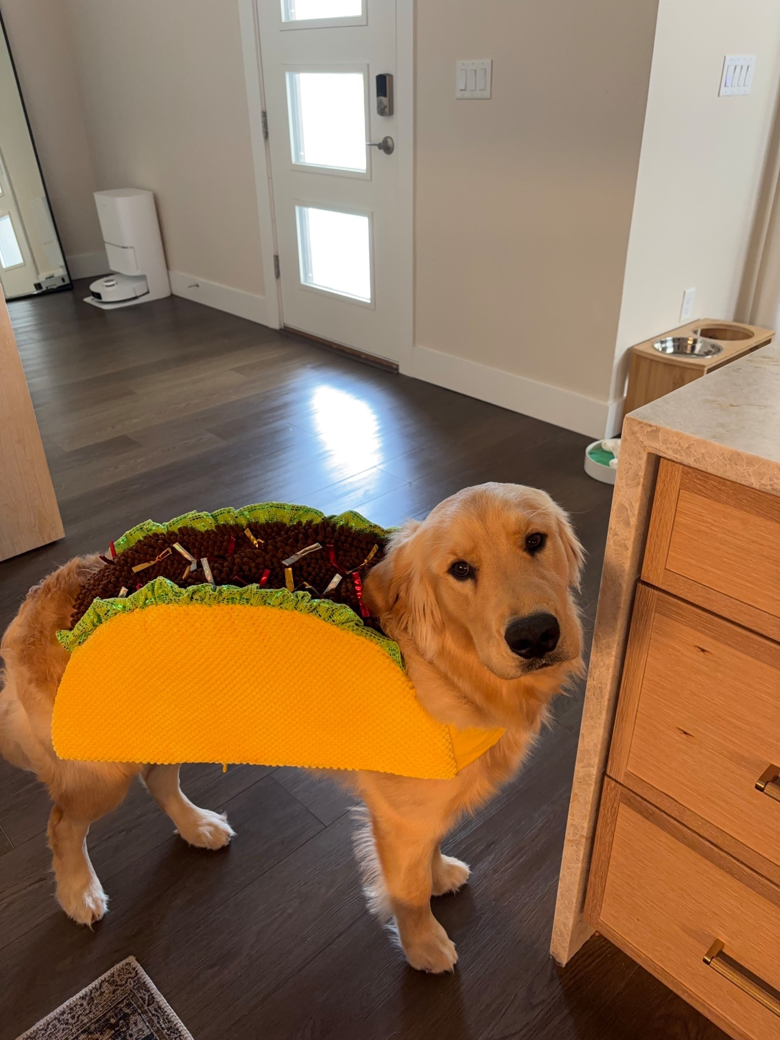 @petco #petcopartner #ad 

Jax in his Halloween costume!! There were so many cute options but we went with the taco 🌮 LOL