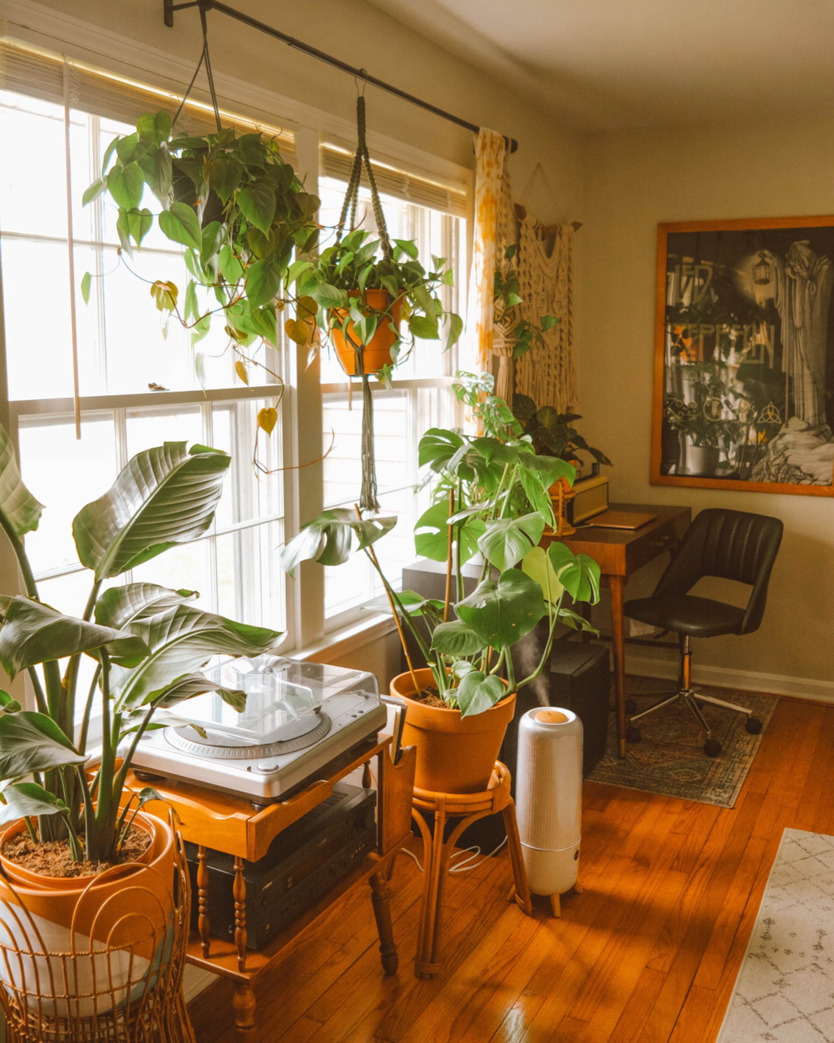 jungle home 🌿

#LTKhome #LTKunder50 #LTKstyletip