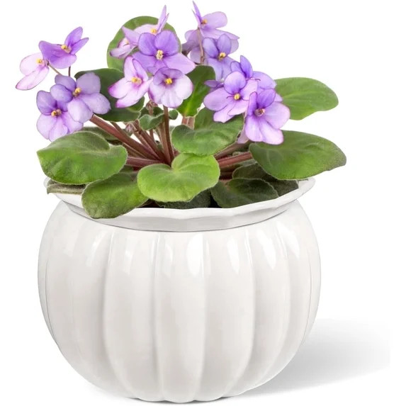 BUYMAX 6 in. Ceramics Self-Watering Planter,African Violet Pot for Beginners & Busy Plant Owners,... | Walmart (US)