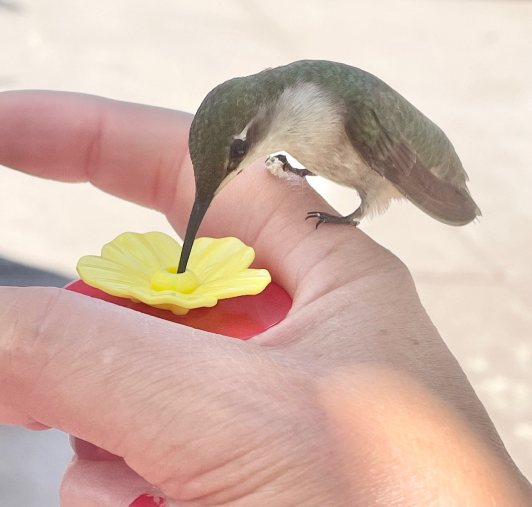 Hummingbird feeding 

#LTKFind #LTKSeasonal #LTKhome