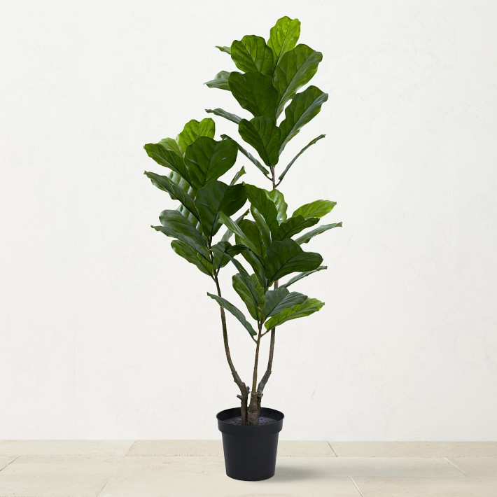 UV Resistant Faux Fiddle Leaf Tree, 5.4' | Williams-Sonoma