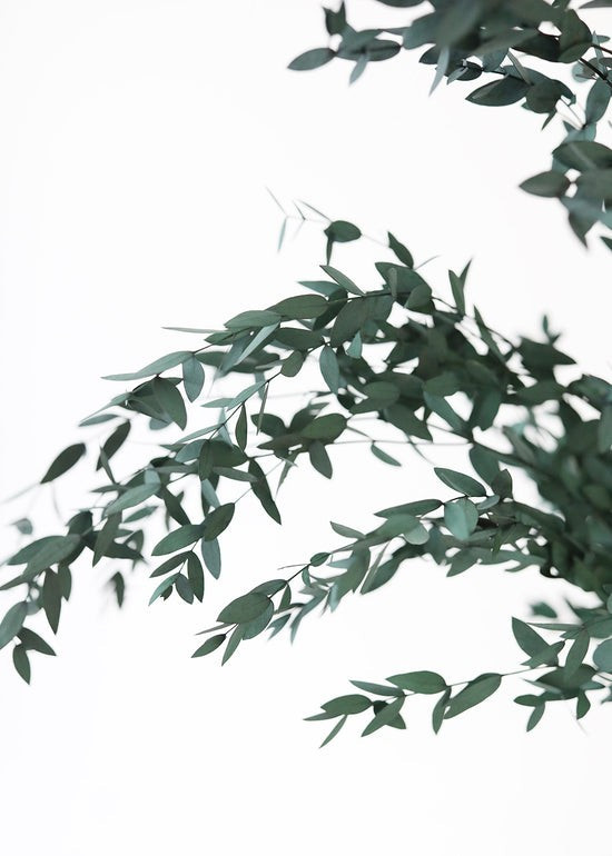 Preserved Small Leaf Eucalyptus - 20-30 | Afloral (US)