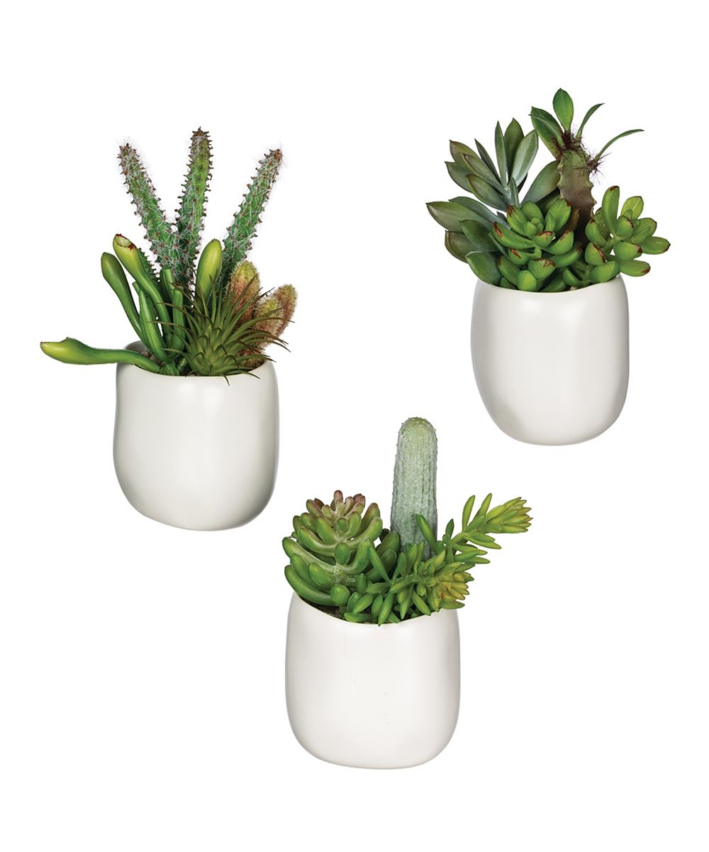 Potted Succulent - Set of Three | zulily
