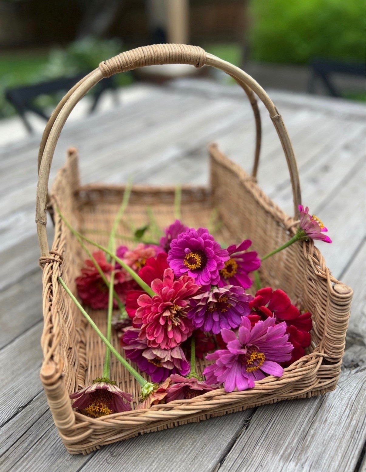 This Creative Co-Op basket is always what I grab when I’m cutting zinnias. It’s a great size for gathering blooms and feels nice and sturdy without being bulky! I also love that it looks just as good holding flowers inside or sitting out as decor when I’m not in the garden. One of those pieces that’s both practical and pretty 🌸

#LTKSeasonal #LTKhome #LTKfindsunder100