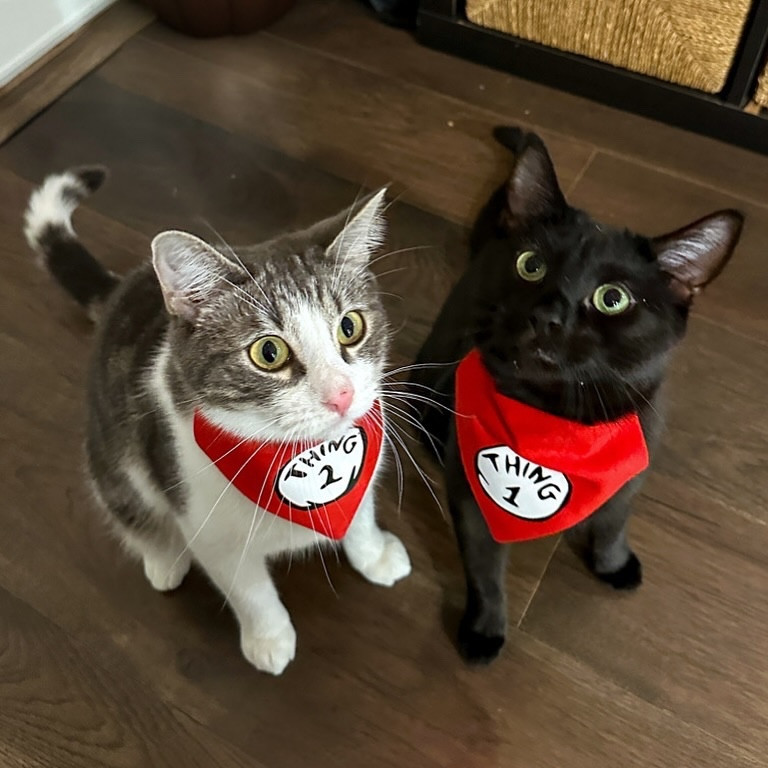 Throwback to last halloween when we dressed up as Thing 1 and 2!! 

#LTKPets #LTKFindsUnder50 #LTKHalloween