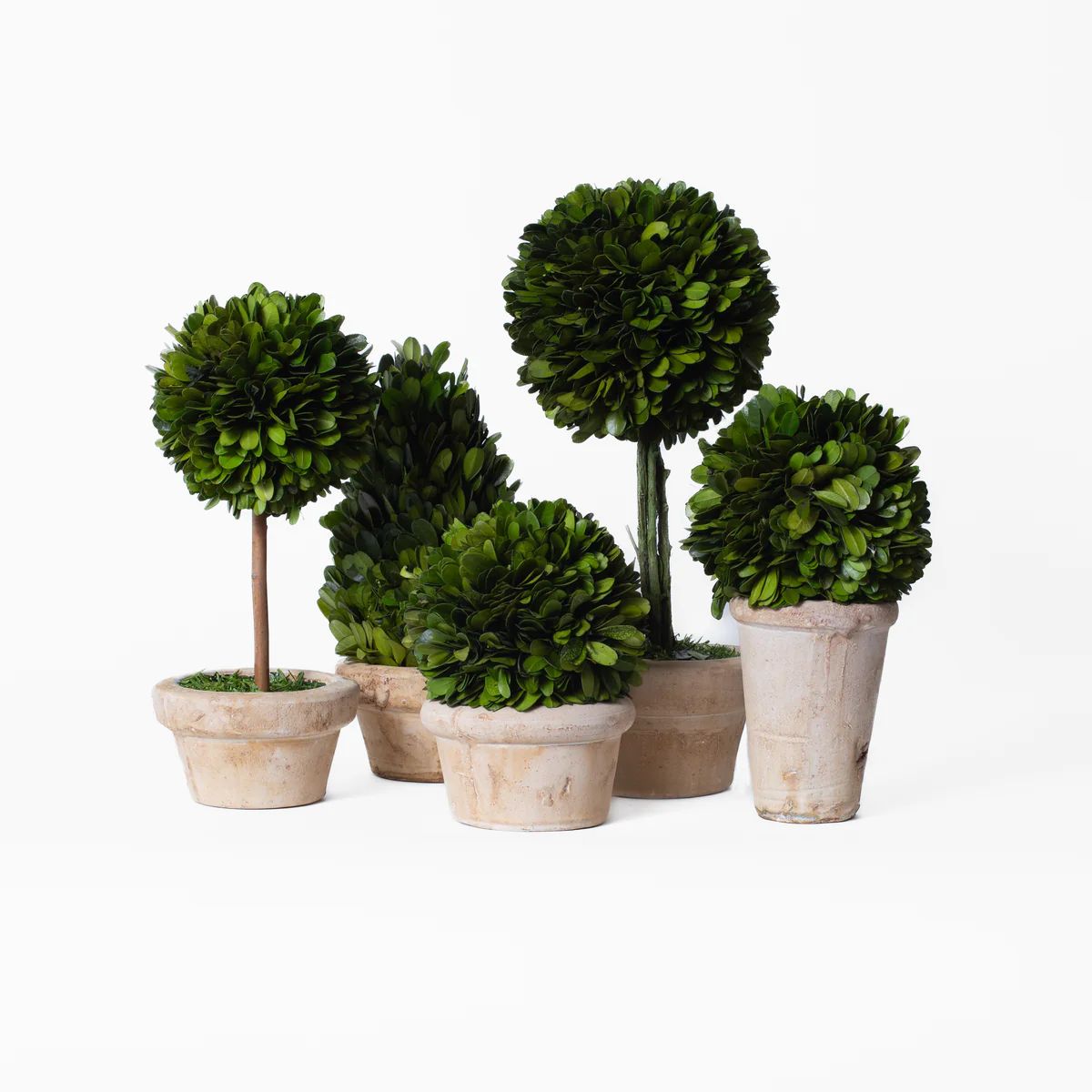 Boxwood Topiaries In Pots | Stoffer Home