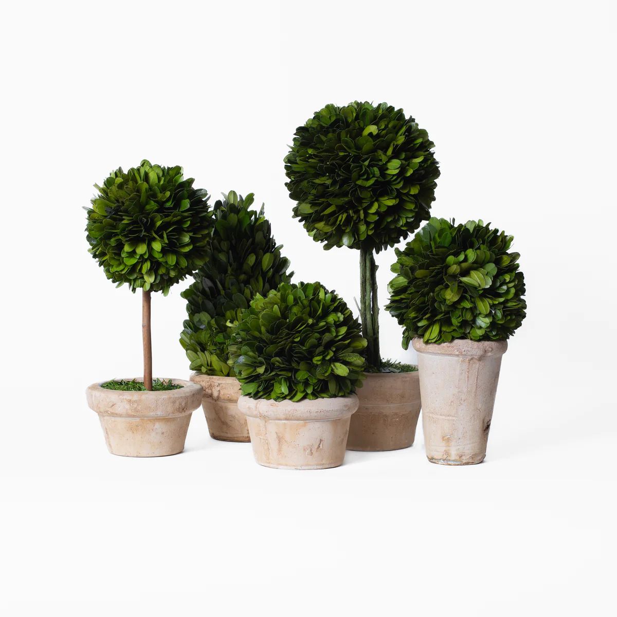 Boxwood Topiaries In Pots | Stoffer Home