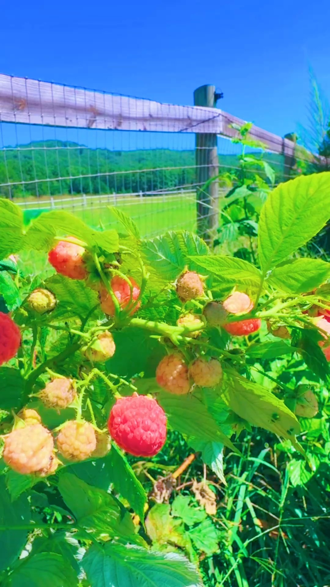And y’all!!! We are overflowing (!!) with raspberries 🩷 and blackberries 💜 - from those plants 🪴 sweet @wesmabry got and we planted for our anniversary back in March!!! 🎊 I’m so giddy y’all 🤭 - cheers 🥂 to fresh homegrown berries 🫐 for my babies 👶🏼 to pick and eat out the farm 🌾 like I always dreamed of!!! ✨