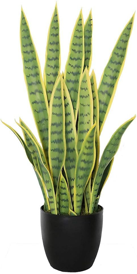 30" Inch Eco-Friendly Sansevieria Snake Plant Excellent Gift Yellow Color | Amazon (US)