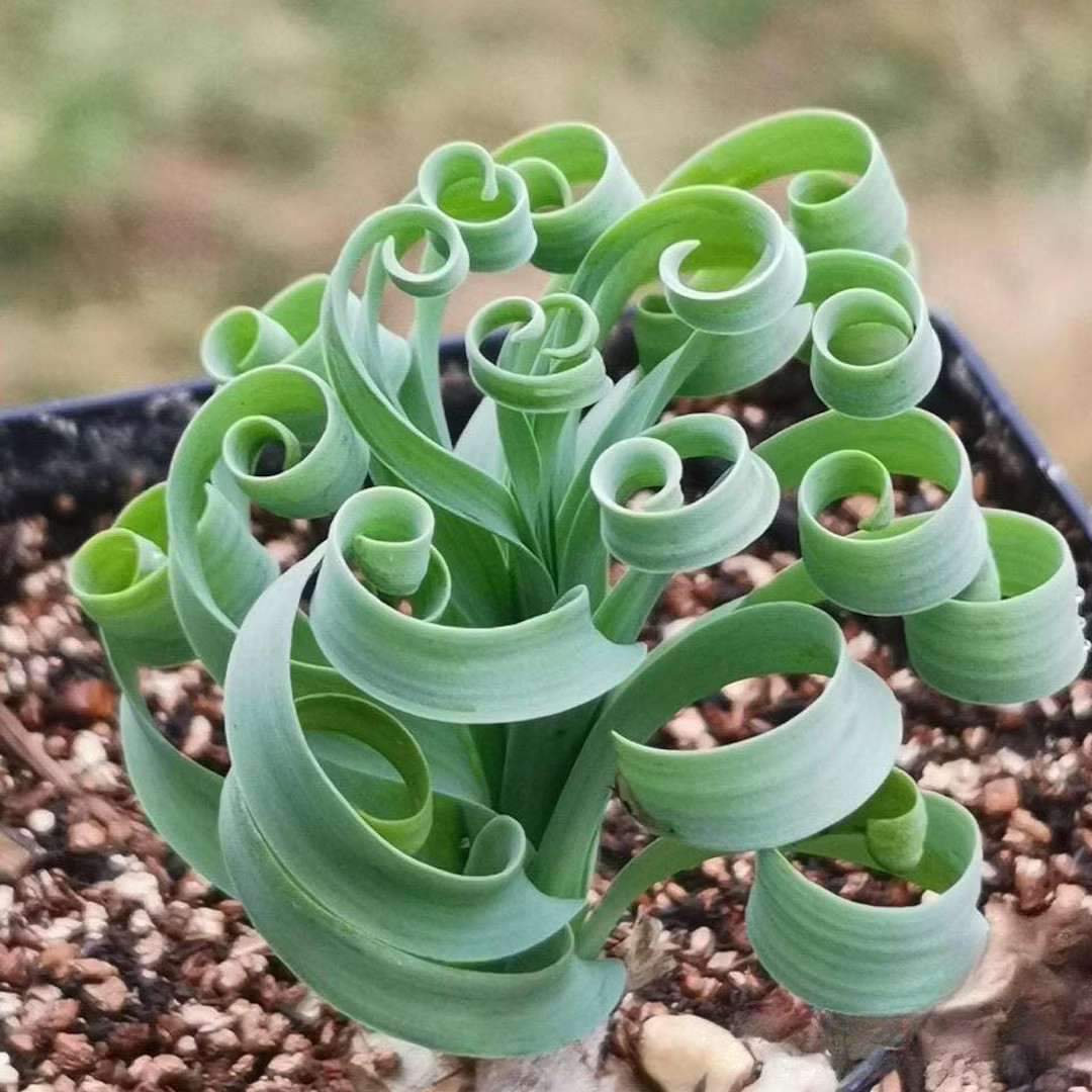 Rare Succulents, Albuca Concordiana Bulb, 0.5"-1", Live Plant - Etsy | Etsy (US)