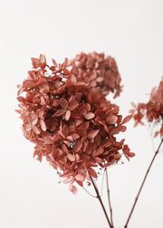 Mauve Pink Preserved Hydrangea Flowers - 12-16" Tall | Afloral (US)