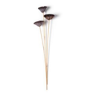 Natural Lotus Pods Stem by Ashland® | Michaels | Michaels Stores